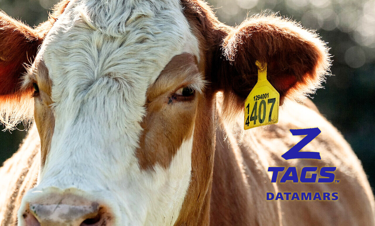 Artikel 02 Eartag Sapi